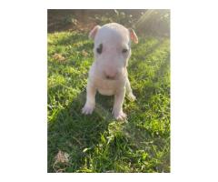 Bull Terrier Pups for sale in Pretoria - SORRY SOLD