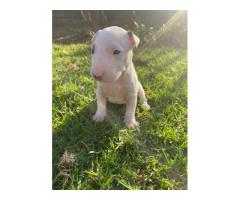 Bull Terrier Pups for sale in Pretoria - SORRY SOLD