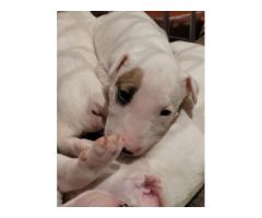 Bull Terrier Pups for sale in Pretoria - SORRY SOLD