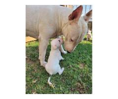 Bull Terrier Pups for sale in Pretoria - SORRY SOLD