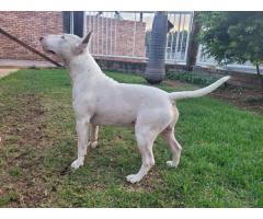 Bull Terrier Pups for sale in Pretoria - SORRY SOLD