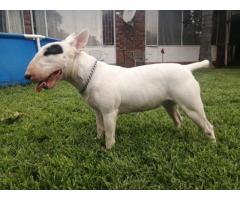 Bull Terrier Pups for sale in Pretoria - SORRY SOLD