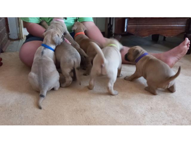 Boerboel puppies black and fawn color. 3 Blac...