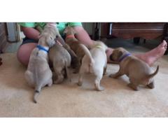 Boerboel puppies black and fawn color for sale