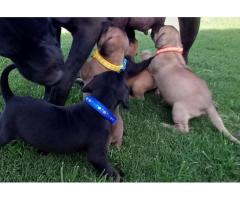 Boerboel puppies black and fawn color for sale