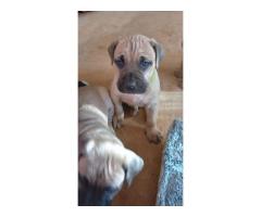 Boerboel puppies black and fawn color for sale