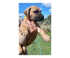 Boerboel puppies black and fawn color for sale