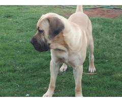 Boerboel puppies black and fawn color for sale