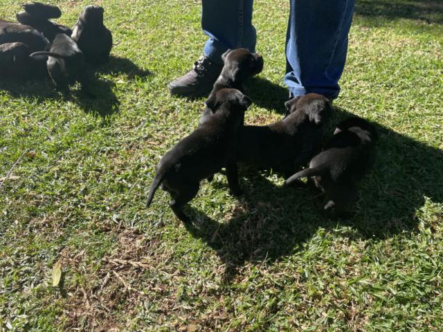 Black Purebred Staffordshire puppies for sale...