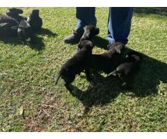 Black Purebred Staffordshire puppies for sale (STAFFIES)