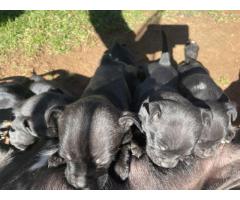 Black Purebred Staffordshire puppies for sale (STAFFIES)