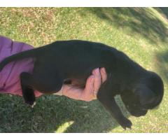 Black Purebred Staffordshire puppies for sale (STAFFIES)