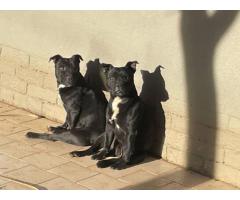 Black Purebred Staffordshire puppies for sale (STAFFIES)