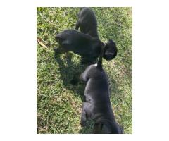 Black Purebred Staffordshire puppies for sale (STAFFIES)