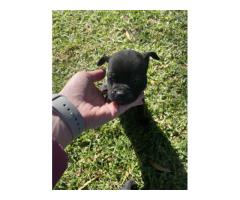 Black Purebred Staffordshire puppies for sale (STAFFIES)