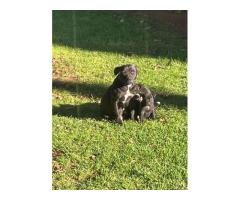 Black Purebred Staffordshire puppies for sale (STAFFIES)