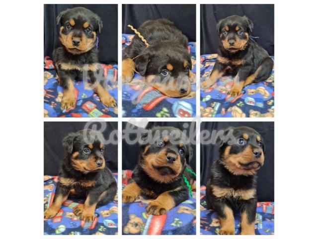 Purebred Rottweilers, they are vet checked, i...