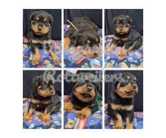 Purebred Rottweilers pups for sale in Gauteng