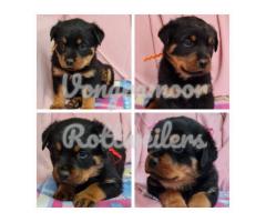 Purebred Rottweilers pups for sale in Gauteng