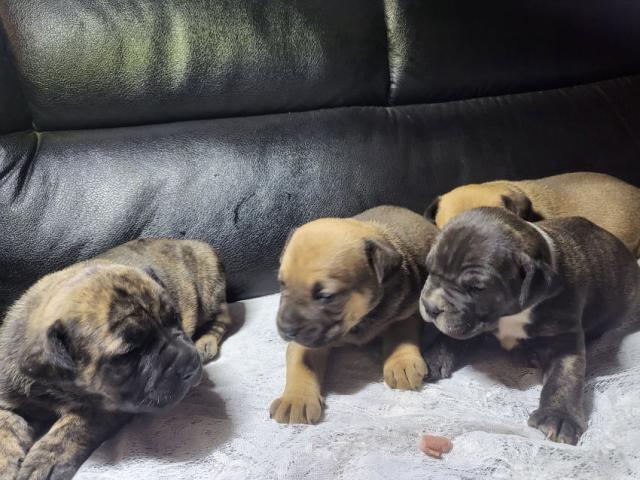 German Shephard x boerboel puppies for sale. ...