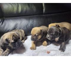 German Shephard x boerboel puppies for sale