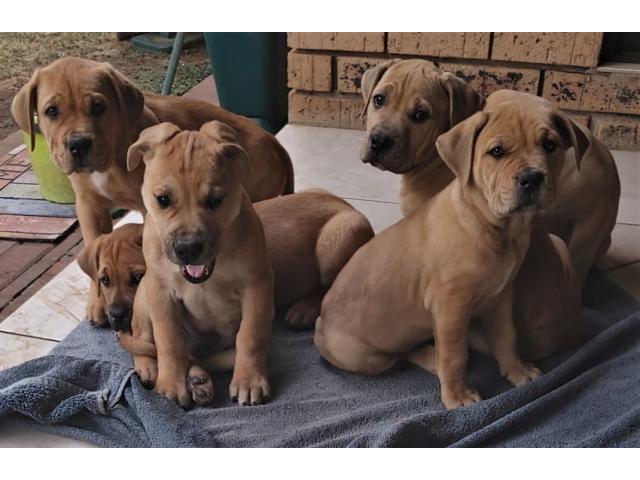 Boerboel puppies for sale in Pretoria East, E...