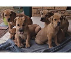Boerboel puppies for sale in Pretoria East - Equestria