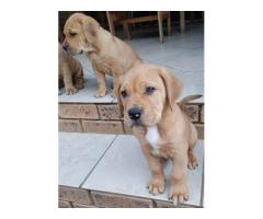 Boerboel puppies for sale in Pretoria East - Equestria