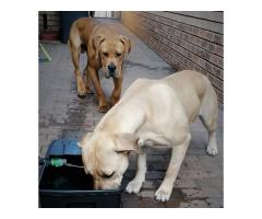 Boerboel puppies for sale in Pretoria East - Equestria