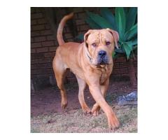 Boerboel puppies for sale in Pretoria East - Equestria