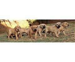 Boerboel puppies for sale in Pretoria East - Equestria