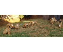 Boerboel puppies for sale in Pretoria East - Equestria