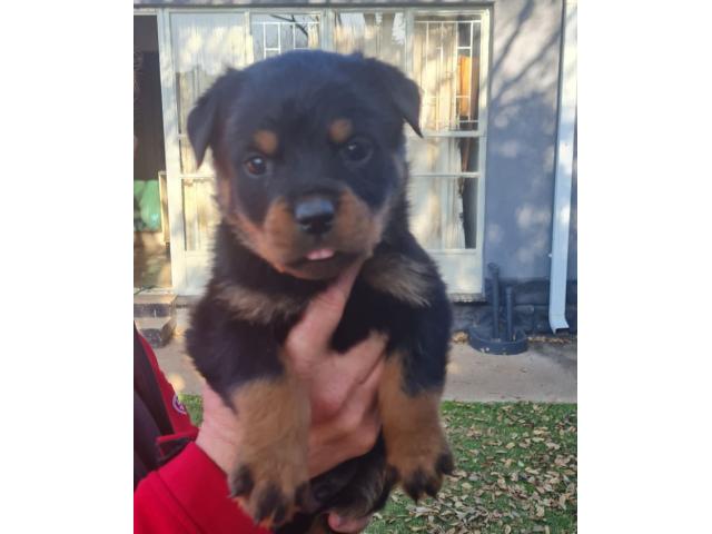 Rottweiler puppies for sale, both Parents are...