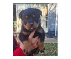 Rottweiler puppies for sale - both Parents are KUSA registered