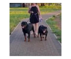 Rottweiler puppies for sale - both Parents are KUSA registered