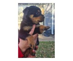 Rottweiler puppies for sale - both Parents are KUSA registered