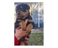 Rottweiler puppies for sale - both Parents are KUSA registered
