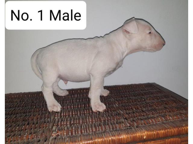 KUSA Registered Bull Terrier Puppies for sale...