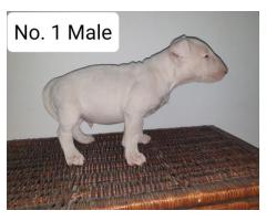 KUSA Registered Bull Terrier Puppies for sale - From registered breeder