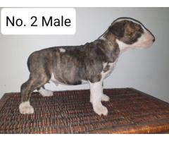 KUSA Registered Bull Terrier Puppies for sale - From registered breeder