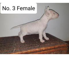 KUSA Registered Bull Terrier Puppies for sale - From registered breeder