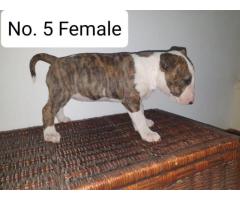 KUSA Registered Bull Terrier Puppies for sale - From registered breeder