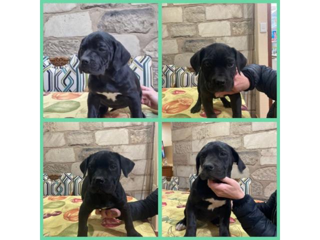 4 Purebred black female Boerboel puppies for ...