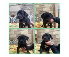 4 Purebred black female Boerboel puppies for sale