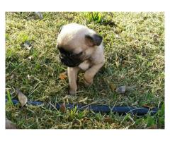 Pure breed pug puppies for sale
