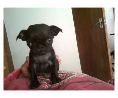 Pure breed pug puppies for sale