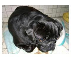 Pure breed pug puppies for sale