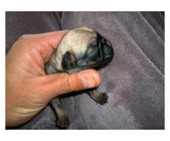 Pure breed pug puppies for sale