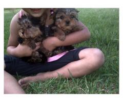 Yorkies (Yorkshire Terriers) For Sale