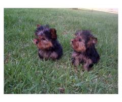 Yorkies (Yorkshire Terriers) For Sale